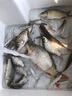 漁顛肽甜香誘食劑野釣黑坑制作窩料酒米谷麥玉米魚(yú)餌魚(yú)食餌料強效誘魚(yú) 10袋價(jià)【發(fā)11袋】 曬單實(shí)拍圖