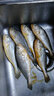 品鮮貓新鮮冷凍小黃花魚(yú)500g3-4條袋裝海鮮水產(chǎn)黃魚(yú)深海魚(yú)魚(yú)類(lèi)生 曬單實(shí)拍圖