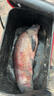 漁藝逍遙青二代顆粒青魚(yú)巨物重窩黑坑鯉魚(yú)野釣青魚(yú)草魚(yú)黑鯇原塘魚(yú)餌料 逍遙青二代窩料 曬單實(shí)拍圖