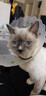 皇家（ROYAL CANIN）【防偽可查】皇家貓糧K36 BK34 F32 I27幼貓成貓糧 皇家K36幼貓糧10KG 曬單實拍圖