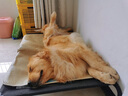 初構想（CHUGOUXIANG）涼席墊四季通用狗窩地墊夏天降溫墊子睡覺(jué)用寵物墊子貓冰墊ZP6 【降溫涼席墊】黃色小狗 小號推薦10斤內貓犬 曬單實(shí)拍圖