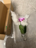 蝴蝶蘭花苗帶花苞客廳辦公室室內桌面裝飾花卉植物四季好養盆栽 寶貝蝴蝶蘭-裸苗（帶花苞+半開(kāi)放） 曬單實(shí)拍圖