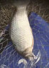 魚(yú)誘秋冬釣鯽魚(yú)小藥釣鯉魚(yú)秋冬野釣專(zhuān)用鯉草鰱鳊黑坑水庫釣魚(yú)餌料窩料 1瓶裝【60g大師調配】 曬單實(shí)拍圖
