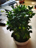 福建茶綠植室內花卉盆栽造型樹(shù)客廳禪意盆景小老樁桌面辦公室擺件 山水盆【福建茶】 整套成品（山石苔蘚，帶盆種好） 曬單實(shí)拍圖