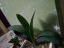 艾瑩君子蘭花苗 盆栽花卉辦公室內綠植當年開(kāi)花青葉蘭苗精品 橙紅色君子蘭6片葉 曬單實(shí)拍圖