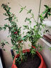 瑯闕紅木香花樹(shù)苗種子四季開(kāi)花爬藤爬墻植物薔薇月季 50-80cm源頭直發(fā) 曬單實(shí)拍圖