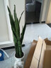 虎皮蘭大盆虎尾蘭盆栽客廳新裝修房子凈化空氣銀脈大顆虎皮蘭 銀脈1米左右(含盆) 曬單實(shí)拍圖