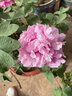 涵山菏澤觀(guān)賞牡丹花苗盆栽庭院花卉洛陽(yáng)牡丹樹(shù)苗室內外陽(yáng)臺重瓣大花 12洛陽(yáng)紅 7到10分支 曬單實(shí)拍圖