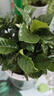 墨一梔子花盆栽 花卉植物室內(nèi)綠植辦公室早安盆美觀室內(nèi)好養(yǎng)源頭直發(fā) 曬單實拍圖