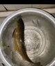 戰(zhàn)流西部風米翹生鮮玉米甜嫩玉米青草鯉鳊魚翹嘴野釣魚餌VB玉米打窩料 精選甜嫩玉米100克 【3包】 曬單實拍圖