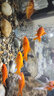 魚缸氧氣管固定吸盤 魚缸吸盤卡扣用水族箱氣管強(qiáng)力吸盤水管電線固定吸盤固定夾循環(huán)泵固吸盤進(jìn)出水管固定 20個(gè) 開口6毫米吸盤 曬單實(shí)拍圖