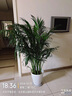 中夢(mèng)散尾葵植物盆栽客廳大型綠植室內(nèi)辦公室鳳尾竹盆景天堂鳥花卉 散尾葵高1.6-1.8米+螺紋盆 曬單實(shí)拍圖