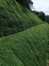 QCDD護(hù)坡固土草籽種子四季青耐寒矮草坪種孑山邊坡公路紫穗槐灌木植物 護(hù)坡高羊茅包衣凈籽混播/斤 曬單實(shí)拍圖