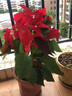 傾顏 帶花花卉盆栽四季開(kāi)花大紅色年宵花圣誕花室內花卉綠植 一品紅(約30-40cm高) 帶簡(jiǎn)易原盆原土發(fā)貨 曬單實(shí)拍圖