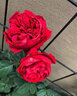 花財主歐月藤本月季花大游行薔薇木香大苗爬藤植物庭院濃香型玫瑰花卉 紅色龍沙寶石(爬藤) 1米-1.3米高大苗 曬單實(shí)拍圖