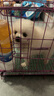 咯咪博美犬寵物狗狗活體幼崽博美幼犬純種俊介犬茶杯犬活體搏美犬 公 曬單實(shí)拍圖