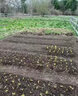 松土精土壤活化劑黑水肥料改善板結疏松免深耕菜園翻地松土神器 2袋【改良土壤】2畝地省時(shí)省力 曬單實(shí)拍圖