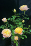 【帶花包發(fā)貨】歐月果汁陽(yáng)臺室內觀(guān)花植物花卉盆栽四季開(kāi)花月季 果汁中苗 曬單實(shí)拍圖