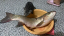 老鬼（OLDGHOST）魚(yú)餌庫戰鰱鳙餅餌方塊餌草莓腥香湖庫釣魚(yú)打窩餌料 【3包裝】庫戰·鰱鳙餅餌(雙色) 曬單實(shí)拍圖