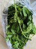 辰實(shí)【順豐】新鮮甲拋葉 打拋葉塔拋葉 食用香料塔拋葉嘎拋葉甲拋蔬菜 100g 曬單實(shí)拍圖