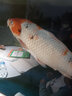 閩江（minjiang）魚缸水泵潛水泵抽水泵水族箱底部過濾閩江魚缸原裝抽水泵NS系列 NS-1800/85瓦 曬單實拍圖
