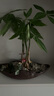 詩甲發(fā)財樹盆栽好養(yǎng)辦公室綠植桌面吸甲醛植物花卉新年送禮客廳擺件 奇趣發(fā)財樹創(chuàng)意套裝（種好） 曬單實拍圖
