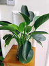 吸毒王盆栽吸二手煙的綠植物電腦適合辦公室放的不需要陽(yáng)光 3棵金鉆25-30cm+原土盆+營(yíng)養液【 含盆 曬單實(shí)拍圖