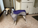 拉維佩特（LOVINGPET）狗狗衣服秋冬季 保暖寵物狗衣服邊牧衣服中型犬金毛狗衣服大型犬 灰紫色 2XL 建議21-25斤 曬單實(shí)拍圖
