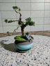 嗨綠黃楊老樁盆景樹(shù)苗雀舌皺皮造型小葉盆栽綠植室內客廳好養樹(shù)樁植物 老樁黃楊+天青盆621+底座 曬單實(shí)拍圖
