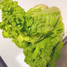 貴州麻葉菜農家自種大白菜新鮮蔬菜當季青麻菜火鍋菜時(shí)令蔬菜 2斤 曬單實(shí)拍圖