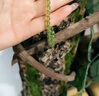 奈維斯汀橄欖石手鏈女金珠子串珠綠色水晶手串520禮物女 手圍約14-15cm(5mm/素圈款) 曬單實(shí)拍圖