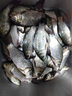阿盧p04輕口高靈敏度鯽魚漂鯉魚漂醒目蘆葦浮漂黑坑野釣滑口弱口浮標(biāo) LPP04本色陰天尾（陰天用） 4號(hào)一支(吃鉛約1.73克) 曬單實(shí)拍圖