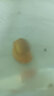 黃金螺觀(guān)賞螺淡水斑馬螺吃魚(yú)龜便清潔魚(yú)缸青苔除藻工具螺擦玻璃螺 黃金螺1~1.6cm3只 除藻吃魚(yú)龜便 曬單實(shí)拍圖
