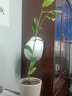 優(yōu)明靜名貴金花茶樹(shù)苗盆栽防城金花茶四季花卉植物庭院室外室內金茶花苗 1顆多枝條高50CM 含盆 曬單實(shí)拍圖