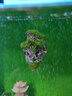 異景園漂浮石水族仿真造景裝飾人工浮石阿凡達水草魚(yú)缸造景石懸莫斯石頭假山石造景套餐魚(yú)缸擺件 CH643小號浮石 曬單實(shí)拍圖