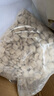 伊罕伊罕小餅干機械石濾材龍魚(yú)缸底過(guò)濾桶凈水族硝化細菌屋陶瓷環(huán)空氣 伊罕小餅干【1L/盒】送網(wǎng)兜 曬單實(shí)拍圖