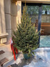 真圣誕樹(shù)真樹(shù)盆栽真正的圣誕樹(shù)香松樹(shù)挪威云杉樹(shù)苗鮮活的室內綠植 1.8-2米高圣誕樹(shù)真樹(shù)+盆+裝飾 【精品樹(shù)形】 曬單實(shí)拍圖