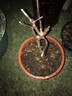 旺之春海棠花盆栽樹(shù)苗盆景重瓣老樁庭院綠植物室內(nèi)花卉四季開(kāi)花好養(yǎng) 17 雙花復(fù)色 八年老樁【四季循環(huán)開(kāi)花】帶土帶葉發(fā) 不含盆 曬單實(shí)拍圖