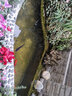 森森（SUNSUN）錦鯉魚池吸污機(jī)吸便器池塘吸污器吸泥機(jī)水池吸污泵魚糞便清潔工具 100瓦十米電線套餐三角盤 曬單實(shí)拍圖