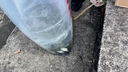 鯉魚苗活體淡水養(yǎng)殖魚苗批發(fā)附近本地特大建鯉稻花鯉魚紅尾稻田鯉魚魚苗批發(fā) 50條4-6厘米鯉魚苗【多發(fā)10%防損】 曬單實拍圖