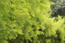 佳能（Canon） EOS 6D MarkII專業(yè)全畫幅單反相機6D2套機 佳能6d2拆單機+50 1.8鏡頭套裝【人像拍攝】 官方標配【不含內存卡，等必備配件建議選購套餐】 曬單實拍圖