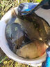 卓競(jìng)軟碳氟線(xiàn)日本進(jìn)口東麗原絲釣魚(yú)線(xiàn)主線(xiàn)子線(xiàn)超柔軟超高端尼龍線(xiàn) 子線(xiàn)透明色150米（進(jìn)口原絲）1卷 1.5號(hào) 曬單實(shí)拍圖