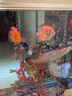 水族箱增氧氣條 魚(yú)缸造景裝飾氣泡條水族箱氧氣增氧泵氣條石氣泡條散氣條氣簾魚(yú)缸氣泡條氣簾氧氣管魚(yú)缸用品 藍色30厘米適合32-40cm魚(yú)缸 氣泡條(不帶氧氣泵) 曬單實(shí)拍圖
