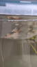 德系瑪雅蝴蝶鯉大酋長(cháng)冷淡水觀(guān)賞魚(yú)易養耐寒長(cháng)尾球體錦鯉鬼面彩蝶 德系瑪雅蝴蝶鯉3-5公分1條 曬單實(shí)拍圖