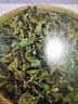 連環(huán)馬濟(jì)源特產(chǎn)冬凌草純?nèi)~咽喉草王屋山冬凌草葉子冰冬凌茶 純?nèi)~子 250克 曬單實(shí)拍圖