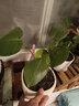 春羽綠植物盆栽衛生間浴室植物客廳喜培盆景花卉z5 一盆春羽(3棵)原盆 含盆 曬單實(shí)拍圖