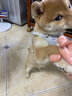 puppytie狗狗牽引繩背心式遛狗繩泰迪狗繩子調(diào)節(jié)牽引繩中小型犬胸背帶 工業(yè)灰-胸背+牽引繩 XS-超小型建議 4-10斤 曬單實拍圖