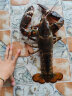 渔传播【活鲜】加拿大鲜活波士顿龙虾1.6-1.75kg/只波龙海鲜源头直发 实拍图