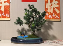 瀚林怡景（HANLINYIJING）小葉雀舌羅漢松盆景植物樹樁造型老樁室內(nèi)綠植客廳辦公室桌面盆栽 雀舌羅漢松-青湖 曬單實(shí)拍圖