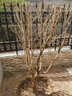 磊運石榴樹(shù)樹(shù)苗特大突尼斯軟籽石榴帶土地栽盆栽庭院果樹(shù)無(wú)籽石榴樹(shù)苗 7公分粗石榴樹(shù)【當年結果】 70cm(含)-79cm(含) 曬單實(shí)拍圖